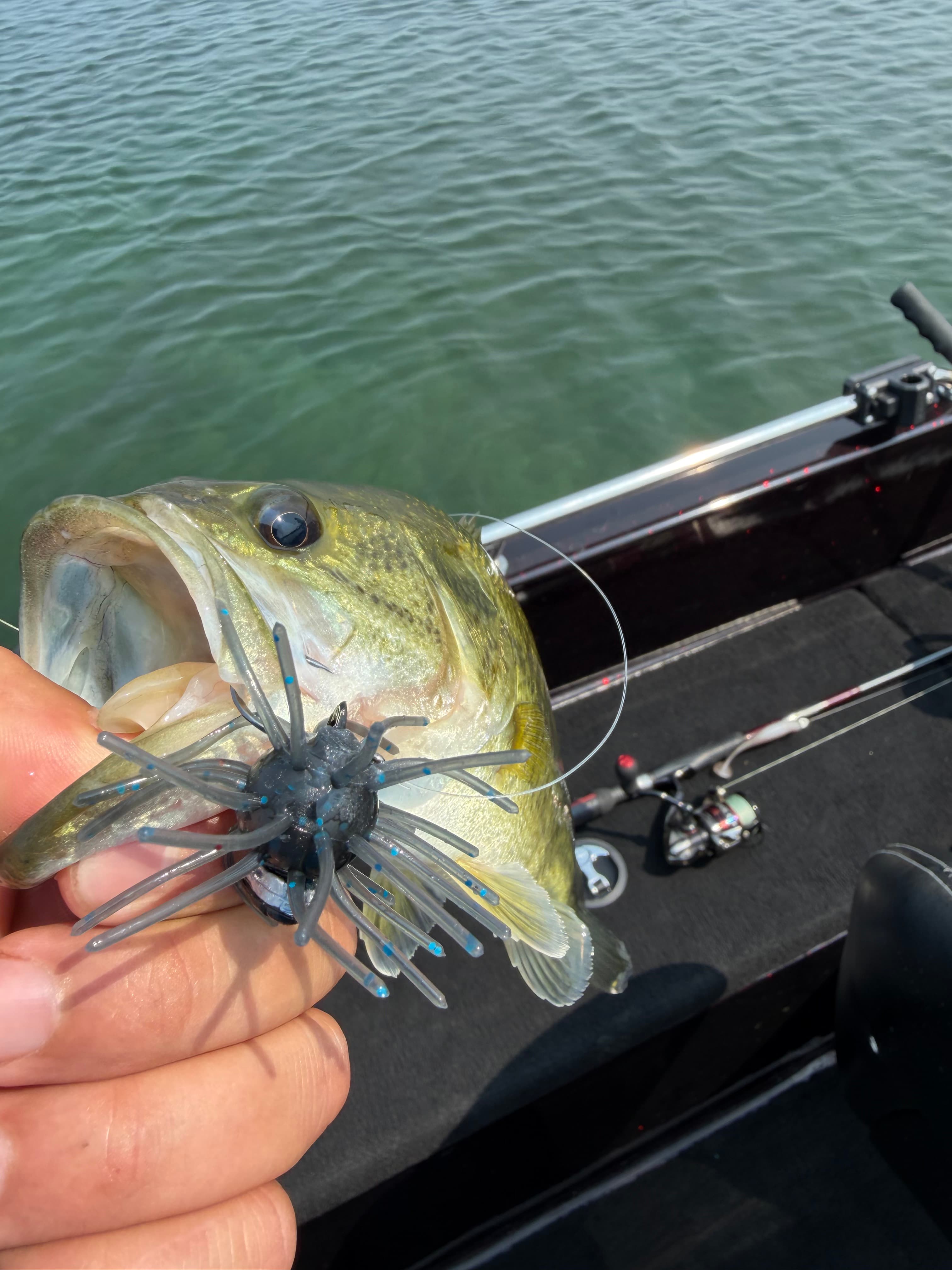 Smallmouth Bass caught by Joe on Chapman Urchin in Black Blue