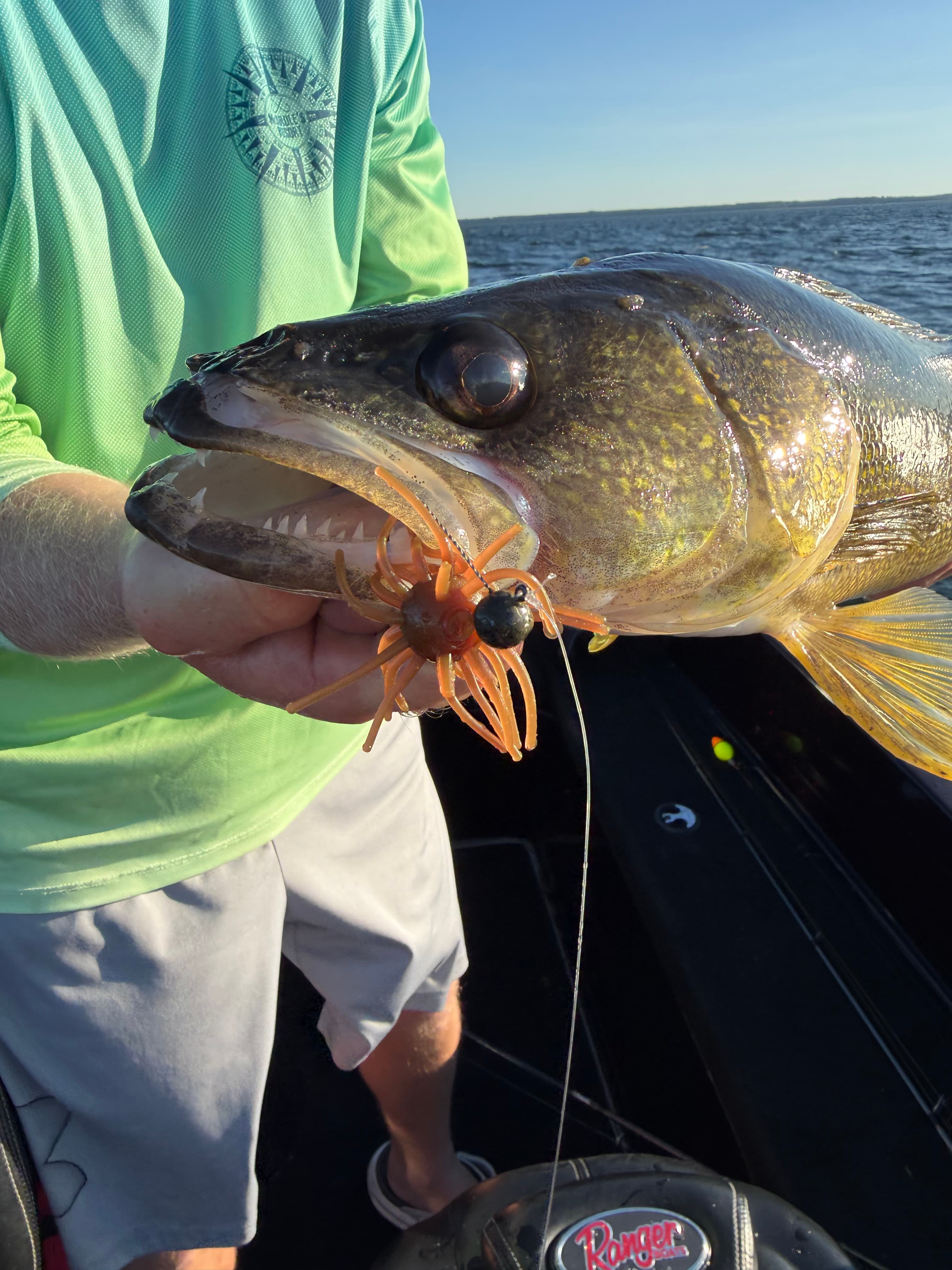 walleye caught by Andy G on Chapman Urchin in Black Blue