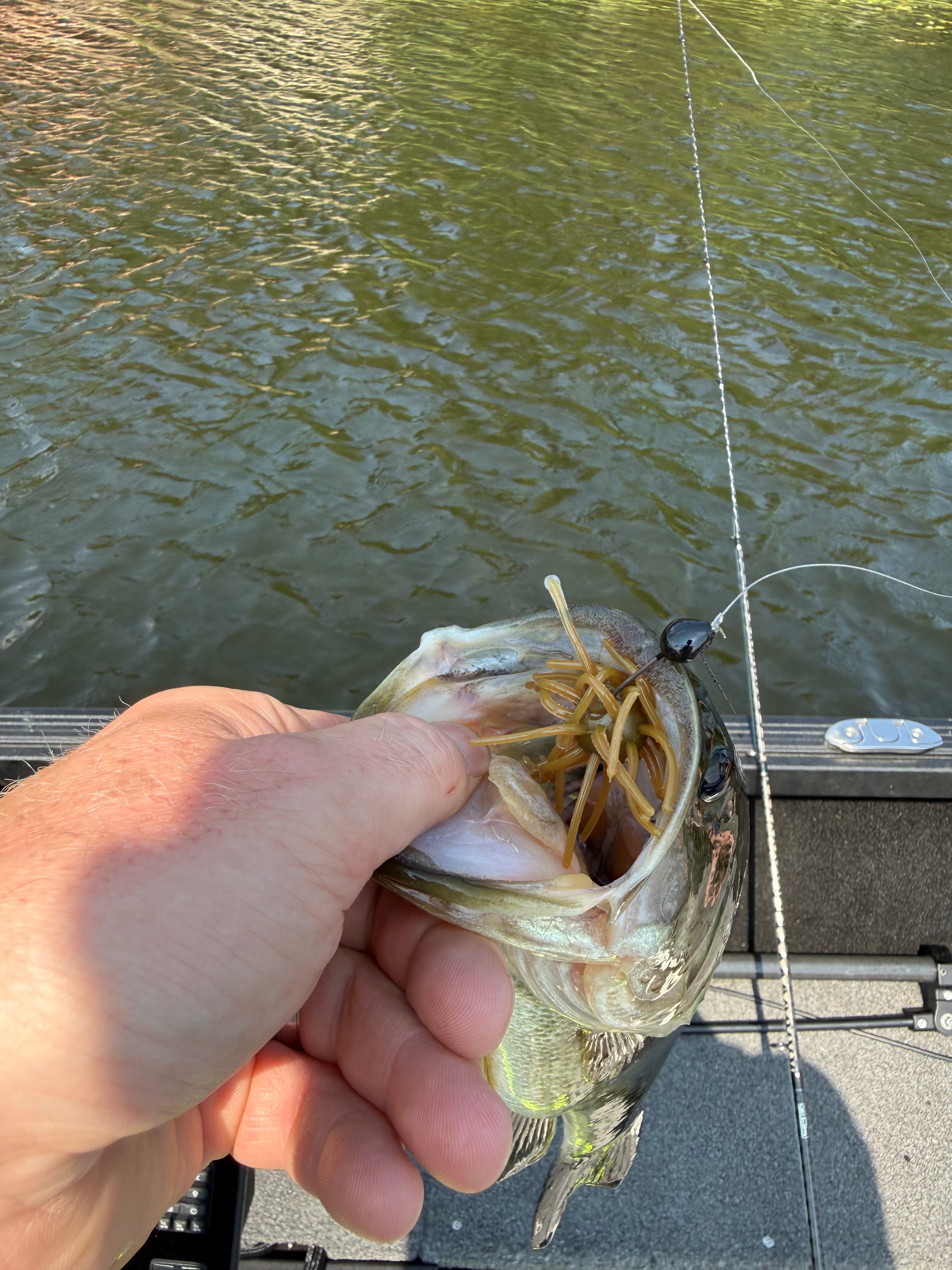 Bass caught with a Chapman Custom Baits lure in its mouth