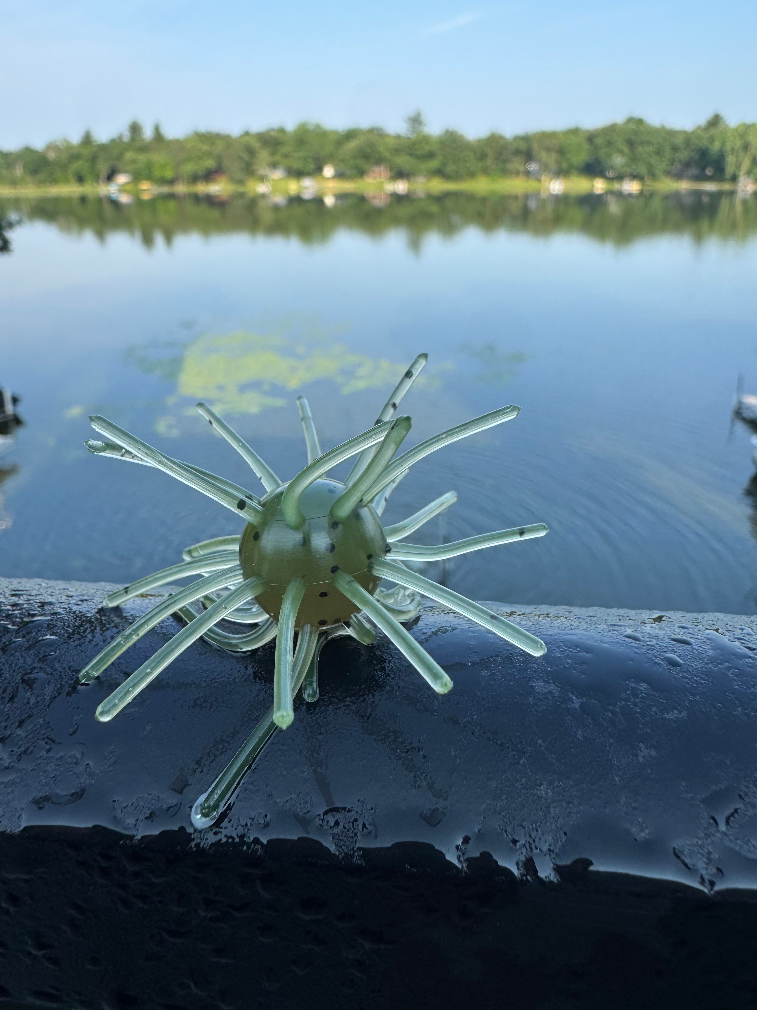 Chapman Urchin - Green Pumpkin