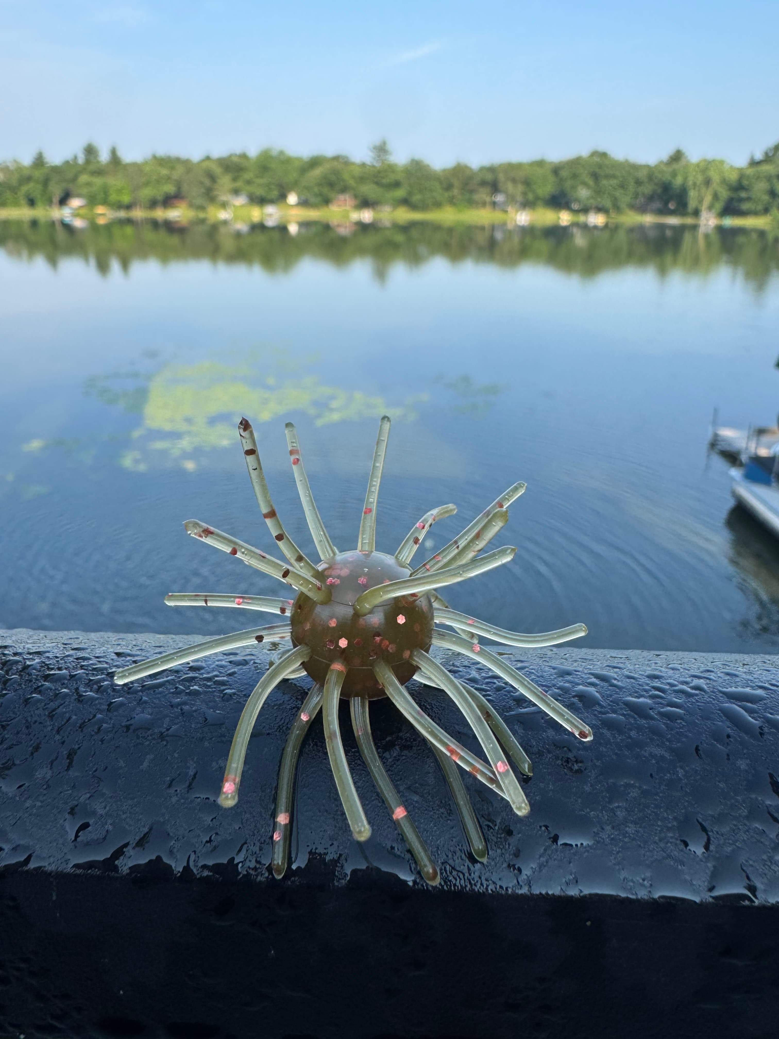 Chapman Urchin - Watermelon
